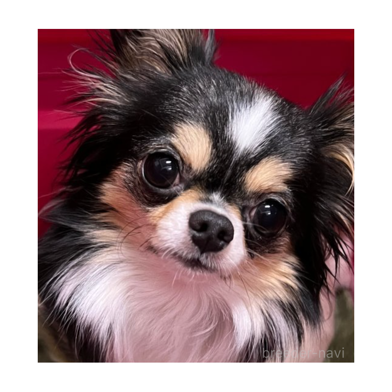 リュネットちゃん1枚目
